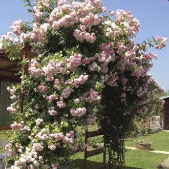 Rosa trepadeira Jasmina ®, С5 interface.image 6