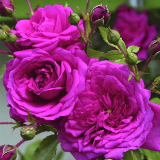 Rosa trepadeira Laguna®, C5 interface.image 1