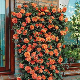 Rosa trepadeira Orange interface.image 6