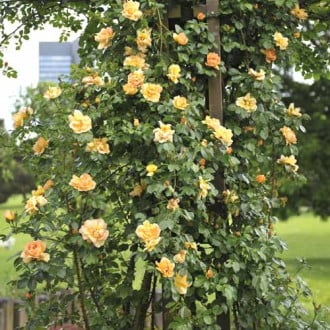 Rosa trepadeira Redova ®, С5 foto 10 Rosa trepadeira Redova ®, С5 interface.image 10