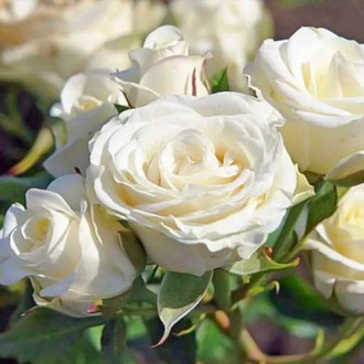 Rosa floribunda Schneewittchen® interface.image 3