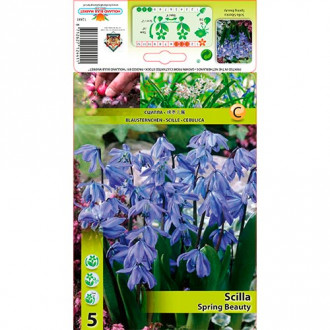 Scilla (Siberian Squill) Spring Beauty interface.image 1