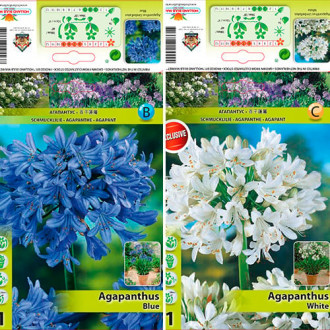 Grande oferta! Agapanthus, conjunto de 2 variedades interface.image 3