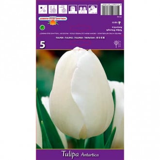 Tulip Antartica interface.image 4