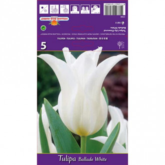 Tulip Ballade White interface.image 4