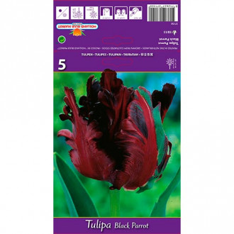 Tulip Black Parrot interface.image 1