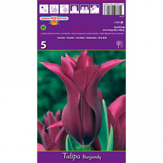 Tulip Burgundy interface.image 5