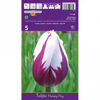 Tulip Flaming Flag interface.image 2