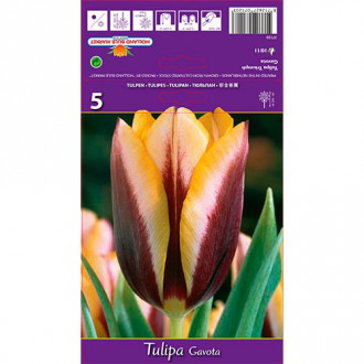 Tulip Gavota interface.image 5