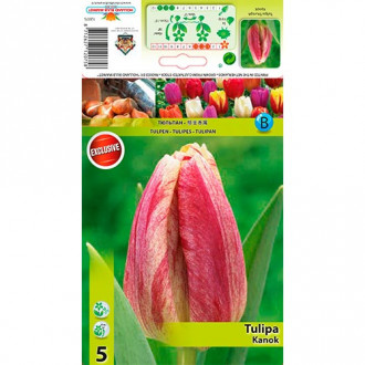 Tulip Kanok interface.image 1