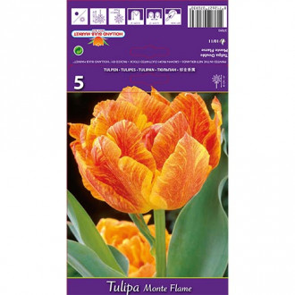 Tulip Monte Flame interface.image 5