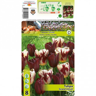 Tulip Triumph Grand Velvet interface.image 2