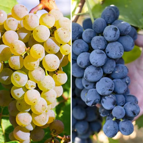 Conjunto de videiras Maxi, 2 mudas interface.image 1 interface.art 5571