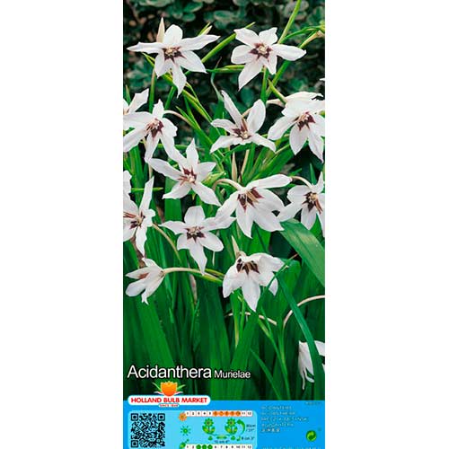 Acidantera Murielae interface.art foto 1 Acidantera Murielae interface.image 1 interface.art 76369