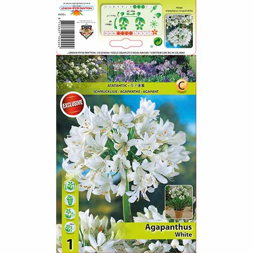 Agapanthus (Lírio Africano) White interface.art foto 1 Agapanthus (Lírio Africano) White interface.image 1 interface.art 76158