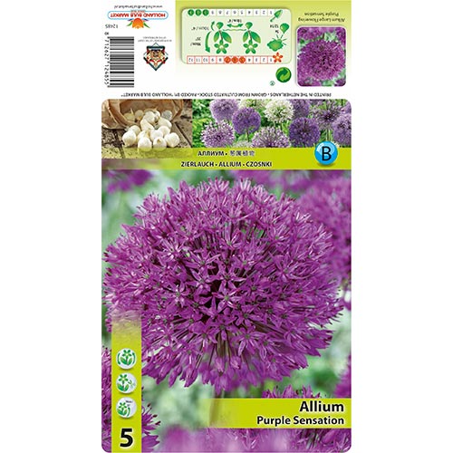 Allium Purple Sensation interface.art foto 1 Allium Purple Sensation interface.image 1 interface.art 67301
