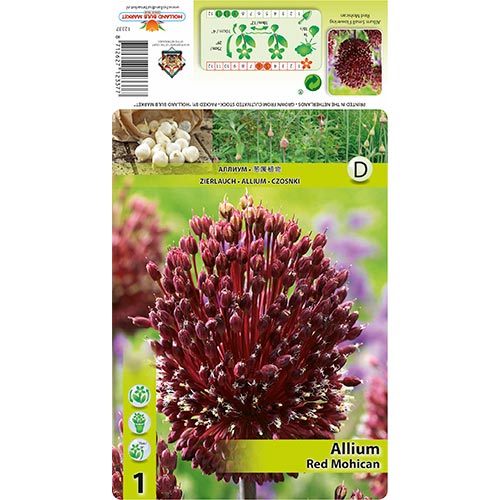 Allium Red Mohican interface.art foto 1 Allium Red Mohican interface.image 1 interface.art 68122