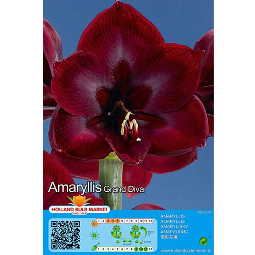 Amarílis Grand Diva interface.art foto 1 Amarílis Grand Diva interface.image 1 interface.art 70326
