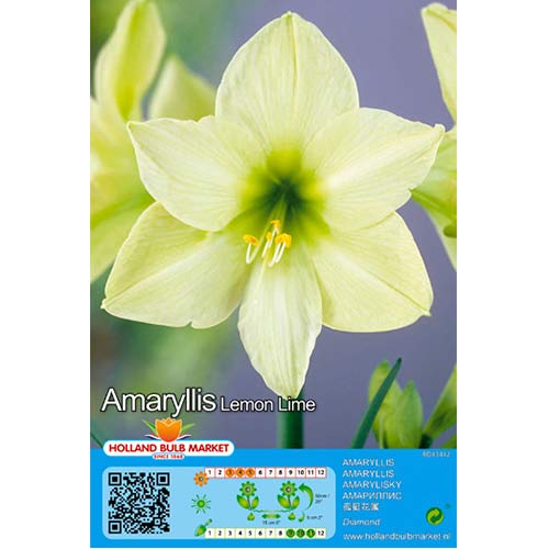 Amaryllis (Hippeastrum) Lemon Lime interface.image 1 interface.art 76009