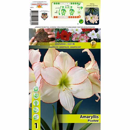Amaryllis (Hippeastrum) Picotee interface.art foto 1 Amaryllis (Hippeastrum) Picotee interface.image 1 interface.art 76013