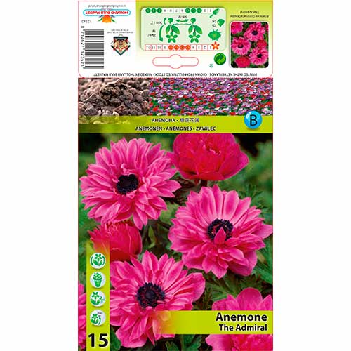 Anemone The Admiral interface.art foto 1 Anemone The Admiral interface.image 1 interface.art 76168