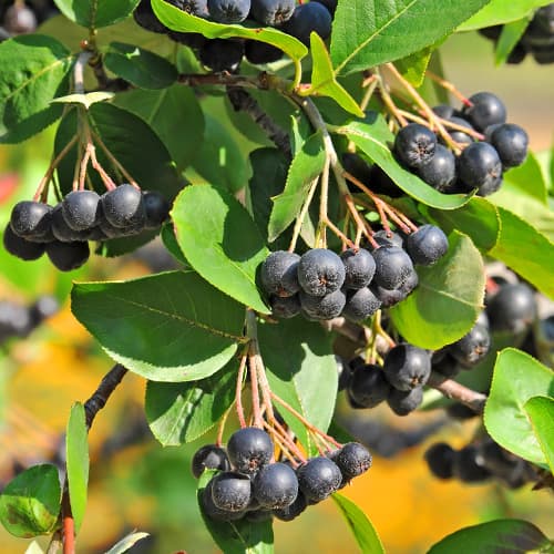 Chokeberry interface.art foto 1 Chokeberry interface.image 1 interface.art 5851