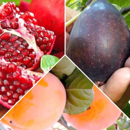 Conjunto de frutas exóticas, 3 mudas interface.art foto 1 Conjunto de frutas exóticas, 3 mudas interface.image 1 interface.art 4878