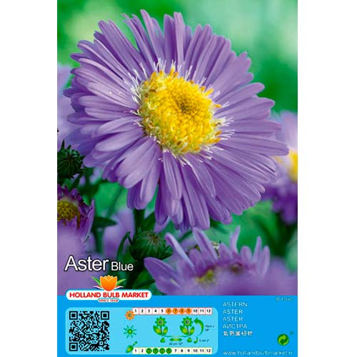 Áster Blue interface.art foto 1 Áster Blue interface.image 1 interface.art 76371