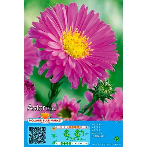 Áster Pink interface.art foto 1 Áster Pink interface.image 1 interface.art 76373