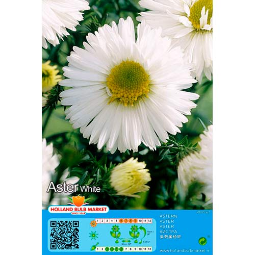 Áster White interface.art foto 1 Áster White interface.image 1 interface.art 76374