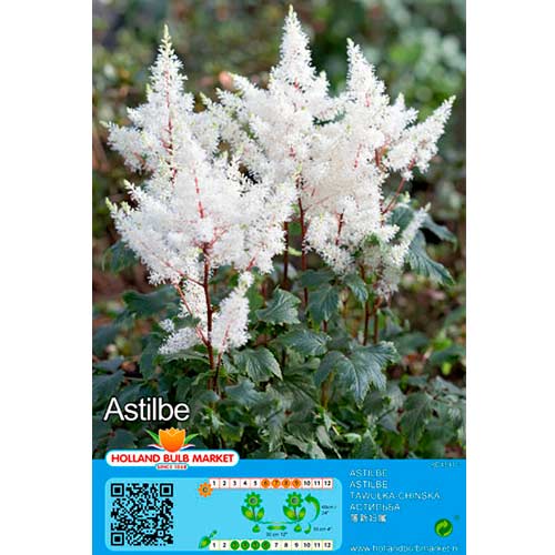 Astilbe White interface.art foto 1 Astilbe White interface.image 1 interface.art 76379