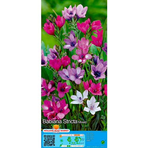 Babiana Stricta Mixed interface.art foto 1 Babiana Stricta Mixed interface.image 1 interface.art 76380
