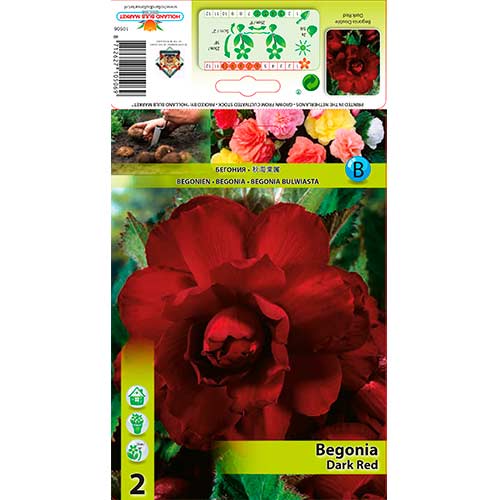 Begônia Dark Red interface.art foto 1 Begônia Dark Red interface.image 1 interface.art 76185