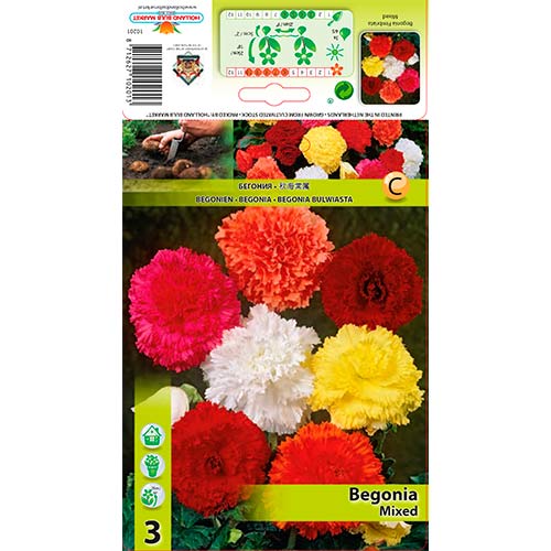 Begônia Fimbriata, Mixed interface.art foto 1 Begônia Fimbriata, Mixed interface.image 1 interface.art 76386