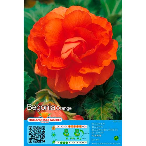 Begônia Orange interface.art foto 1 Begônia Orange interface.image 1 interface.art 76189