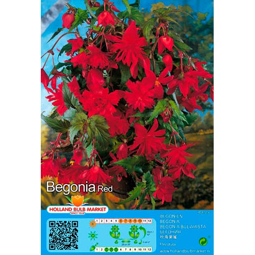 Begônia Red interface.art foto 1 Begônia Red interface.image 1 interface.art 76392