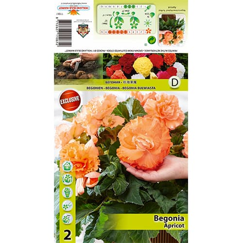 Begônia Ruffled Apricot interface.art foto 1 Begônia Ruffled Apricot interface.image 1 interface.art 77826