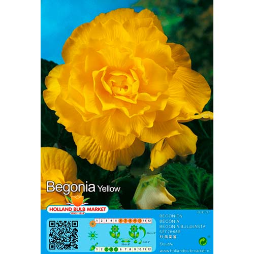 Begônia Yellow interface.art foto 1 Begônia Yellow interface.image 1 interface.art 76385