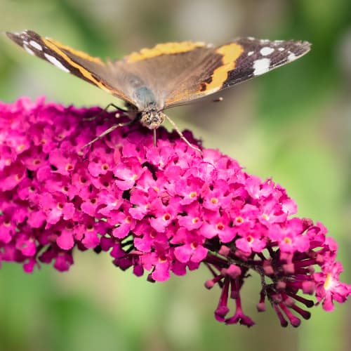Buddleia davidii Royal Red, P9 interface.art foto 1 Buddleia davidii Royal Red, P9 interface.image 1 interface.art 9011
