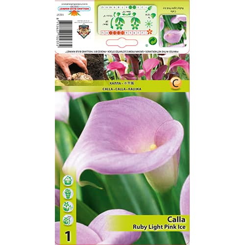 Calla Light Pink Ice interface.art foto 1 Calla Light Pink Ice interface.image 1 interface.art 77828