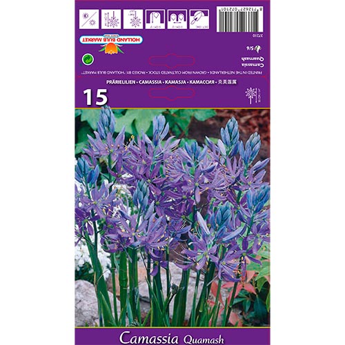 Camassia Quamash interface.art foto 1 Camassia Quamash interface.image 1 interface.art 67610