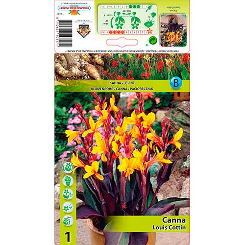 Canna Louis Cottin interface.art foto 1 Canna Louis Cottin interface.image 1 interface.art 76196