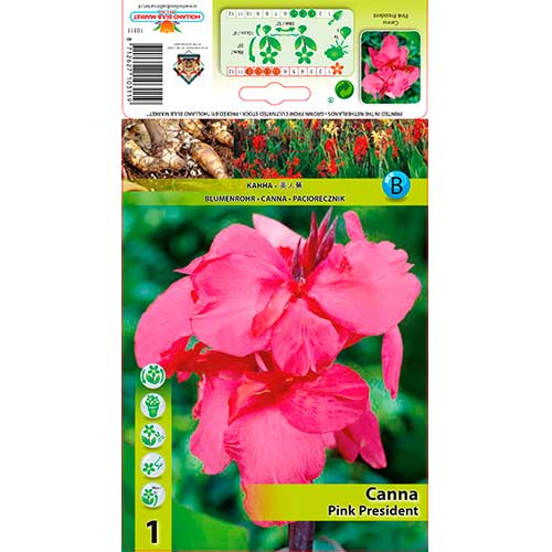 Canna Pink President interface.art foto 1 Canna Pink President interface.image 1 interface.art 76199