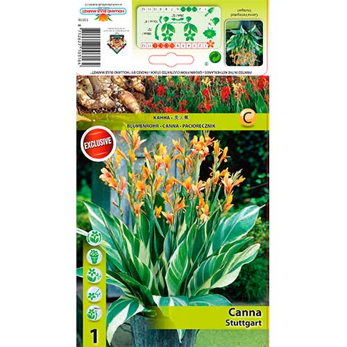 Canna Stuttgart (Variegated) interface.art foto 1 Canna Stuttgart (Variegated) interface.image 1 interface.art 70479
