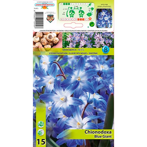 Chionodoxa Forbesii Blue Giant interface.art foto 1 Chionodoxa Forbesii Blue Giant interface.image 1 interface.art 67321
