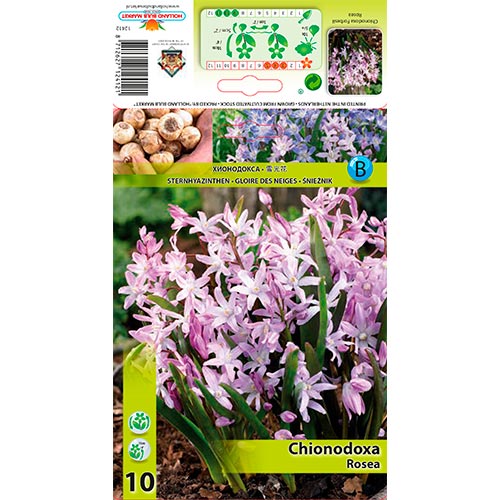 Chionodoxa Rosea interface.art foto 1 Chionodoxa Rosea interface.image 1 interface.art 67323