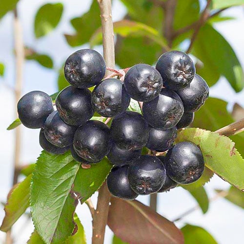Chokeberry Nero, P9 interface.art foto 1 Chokeberry Nero, P9 interface.image 1 interface.art 8203