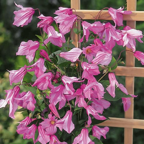 Clematis Alionushka interface.art foto 1 Clematis Alionushka interface.image 1 interface.art 1550