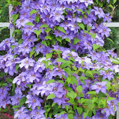 Clematis (Clematis) Blue Angel, P9 interface.art foto 1 Clematis (Clematis) Blue Angel, P9 interface.image 1 interface.art 9051