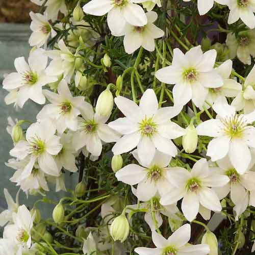 Clematis Early Sensation interface.art foto 1 Clematis Early Sensation interface.image 1 interface.art 9584